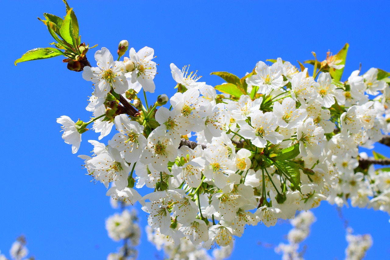 Frühlingsbeginn