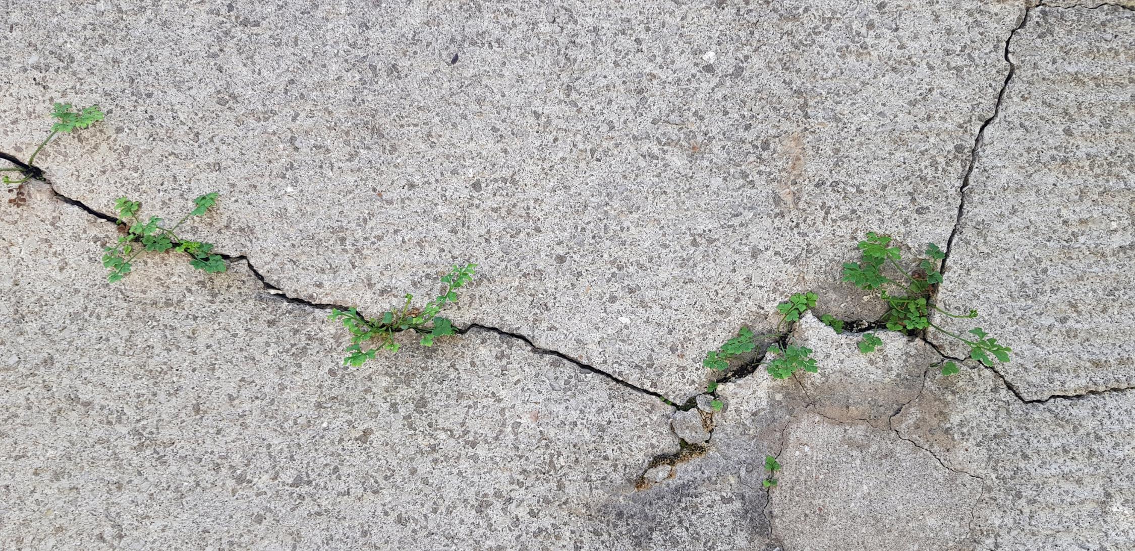 Wen(n) das Leben aufbricht