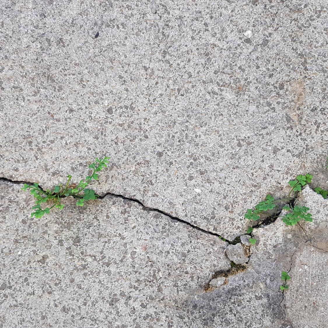 Wen(n) das Leben aufbricht